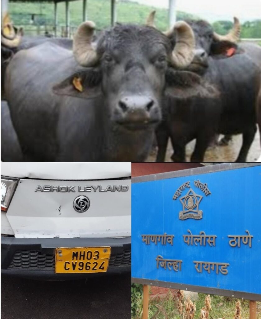 माणगांवमध्ये ६ म्हैस जातीच्या जणांवराची तस्करी करून अवैध वाहतूक करणाऱ्याच्या आवळल्या माणगांव पोलिसांनी मुसक्या